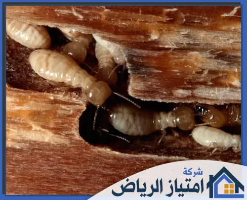 مبيد النمل بالرياض 0506986916 شركة امتياز الرياض لقطة مقربة ليرقات النمل الأبيض وهي تفتت الألياف الخشبية، مظهرةً التباين بين لون أجسامها الفاتح والخشب القاتم.