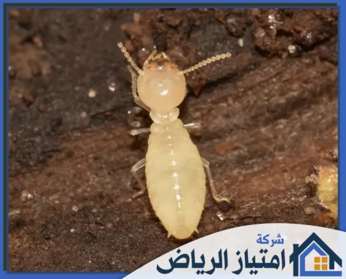 شركة مكافحة الحشرات بالرياض 0506986916 شركة امتياز الرياض لقطة مقربة لنملة بيضاء (أرضة) تظهر تفاصيل جسمها الشفاف ورأسها الدقيق فوق قطعة خشب متهالكة.
