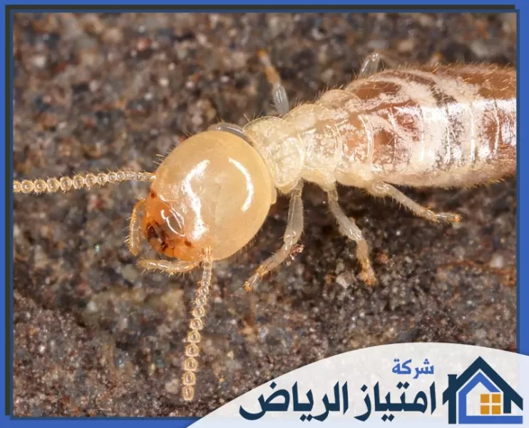 شركة مكافحة النمل الابيض بالرياض