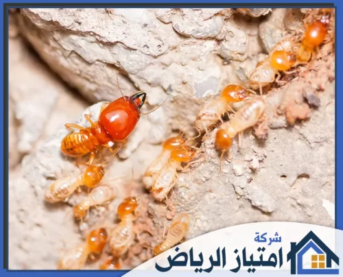 مكافحة النمل الابيض في المنزل بالرياض 0506986916 شركة امتياز الرياض نظام دفاعي طبيعي جندي الأرضة برأس ضخم يتصدر المشهد لحماية أفراد الطائفة أثناء تحركهم على الصخور.