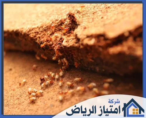 اضرار النمل الابيض بالرياض 0506986916 شركة امتياز الرياض بيت بلا حشرات. نخلصك من الآفات فوراً بمبيدات آمنة وفعالة لضمان راحة وصحة عائلتك تماماً.